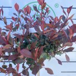 Červienka Fraserova (Photinia × fraseri) ´LITTLE RED ROBIN´ - výška: 100-130 cm, kont. C7L - NA KMIENKU